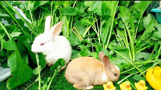 Funny ducks and cute bunnies are playing together on the grass смотреть онлайн
