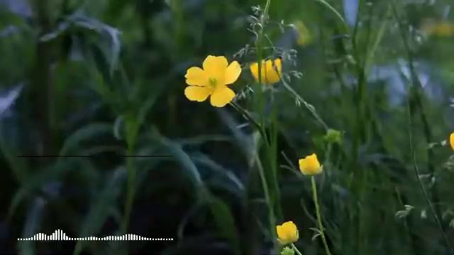 Leo Rojas Greatest Hits Full Album 2022 Best of Pan Flute Leo Rojas Sus Exitos 2022 смотреть онлайн