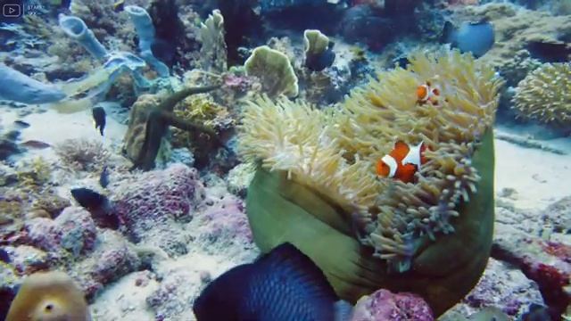 Aquarium 4K VIDEO (ULTRA HD) ? Beautiful Coral Reef Fish - Relaxing Sleep Meditation Music #2 смотреть онлайн