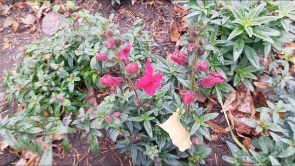 AUTUMN ??? beauty trees, MAGICAL flowers ??? magical ? forest ? ? ? glades ,  осенняя красота ЦВЕТЫ