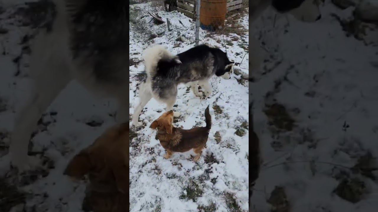 Наша маленькая невеста))) Единственная подружка Алтая в районе.#shotrs #январь2024 #севастополь смотреть онлайн