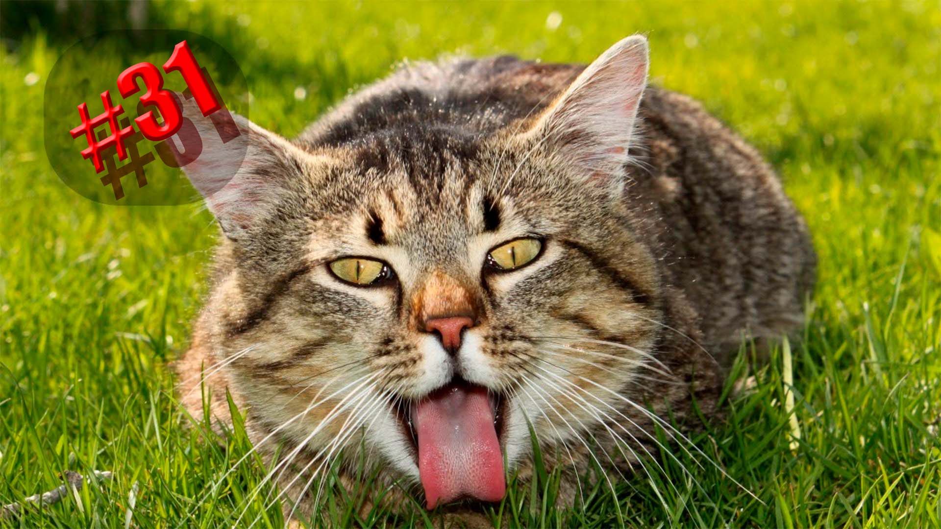 598 секунд Смеха ?? Смешных моментов | Милые котики Приколы с котами ?? Смешные коты #31 смотреть онлайн