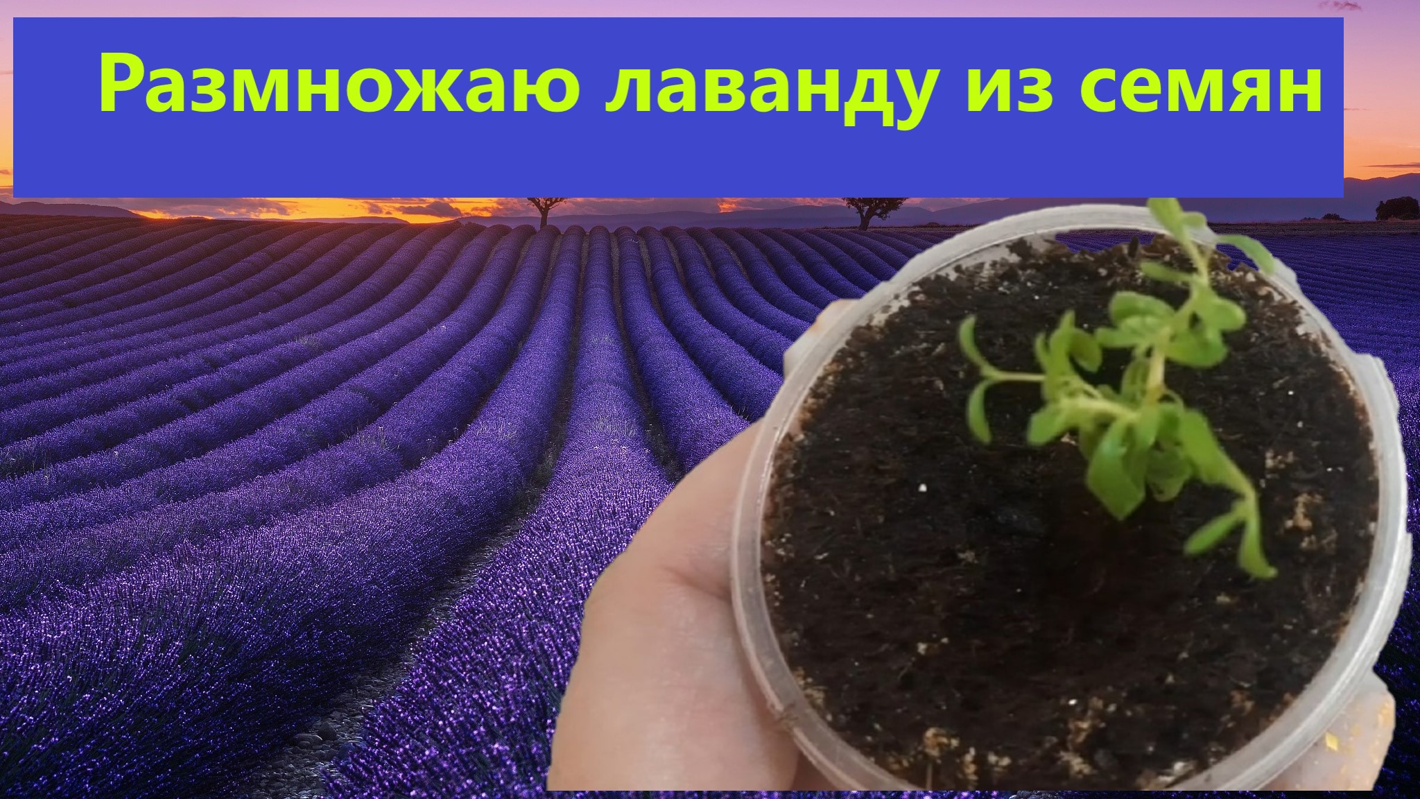 Размножение лаванды из семян. Черенкую и перечеренковываю все в дело. смотреть онлайн