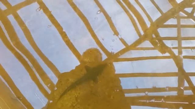 Кормление осетров после очистки пруда. смотреть онлайн