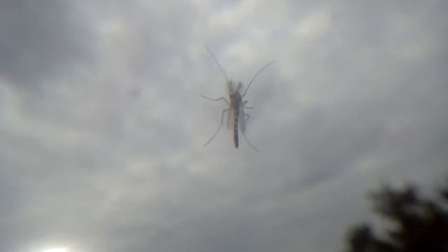 Домашняя гармония