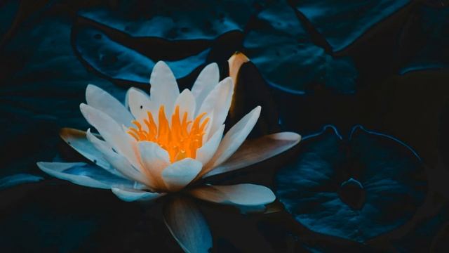 Relaxation Area: Meditation, Relaxing, Yoga, Relaxation, Spa, Soothing, Calming Music