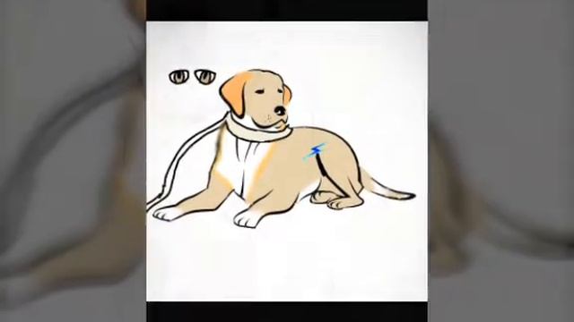 какой окрас выбрать???