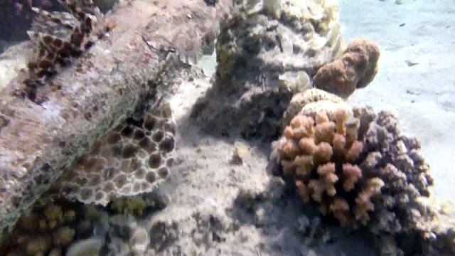 three corners fayrouz plaza -2014, Дюгонь,Dugong. Nikon w300 смотреть онлайн