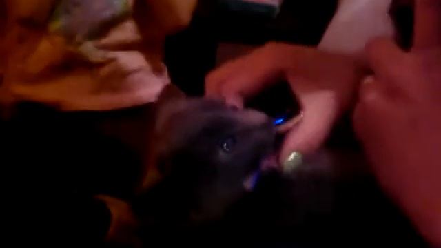 Кошка бесится смотреть онлайн