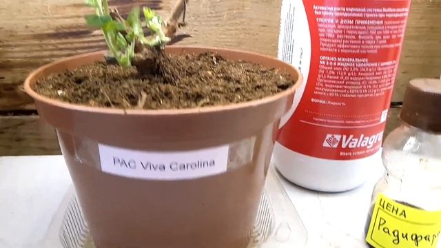 Зимовка плющелистных пеларгоний смотреть онлайн