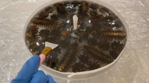 Часы из эпоксидной смолы с шишками. Часть 2.