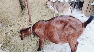 Какая КОЗА ЛУЧШЕ? Порода? Какой удой? Маленькую или большую? Нужен козёл?