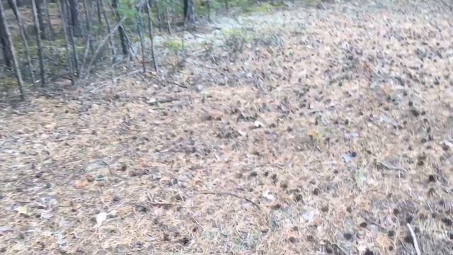 С семьей за грибами. Смотрите чем закончился обычный выходной день. смотреть онлайн