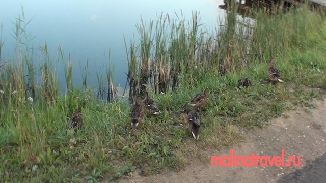 Пушкинские горы смотреть онлайн