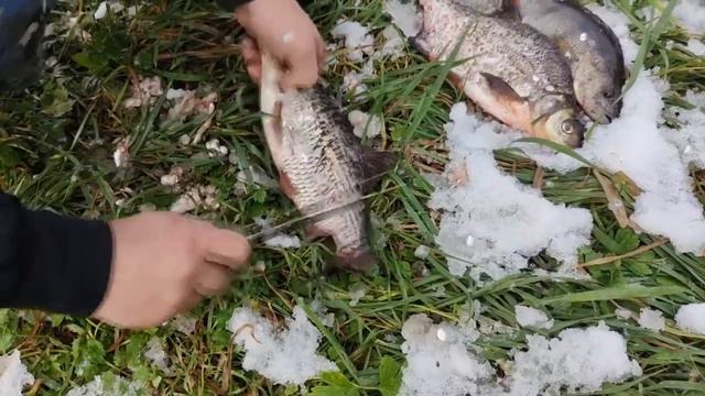 Уха от ОСН «Викинг» УФСИН России по Вологодской области смотреть онлайн