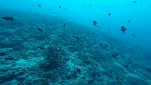 Mix best time diving coral reef bandos rock turtles maldives смотреть онлайн