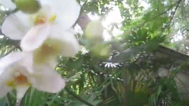 Phalaenopsis Orchid in Bloom смотреть онлайн