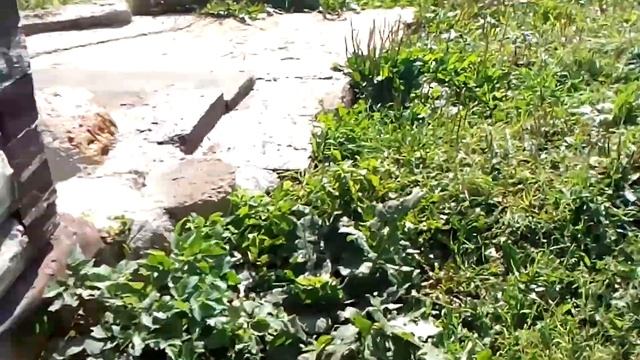 Снял мёд, хорошо, что пчёлы гостеприимны смотреть онлайн