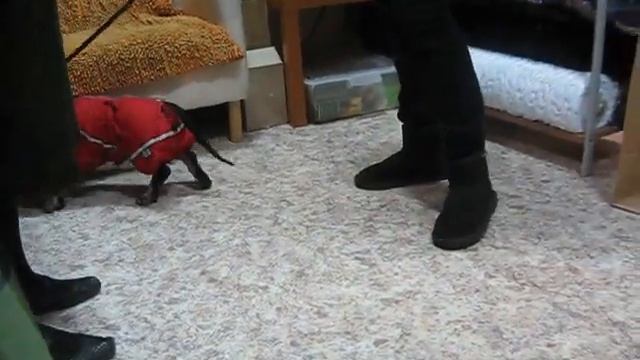 зимний комбинезон для таксы смотреть онлайн