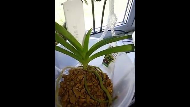 24.07.18. Ванды и адениумы растим в цеофлорое смотреть онлайн