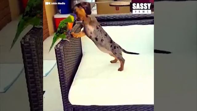 love among pets смотреть онлайн