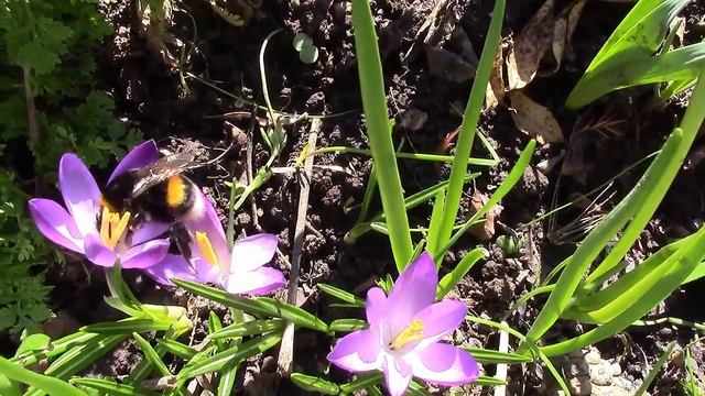 Шмель. Полёт шмеля! смотреть онлайн