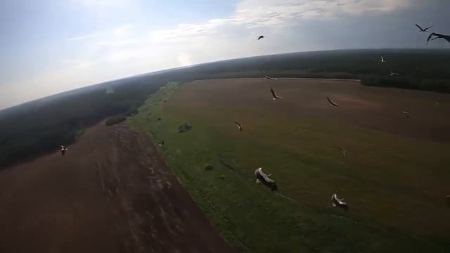 Аисты в небе Беларуси Красивый полет птиц! смотреть онлайн