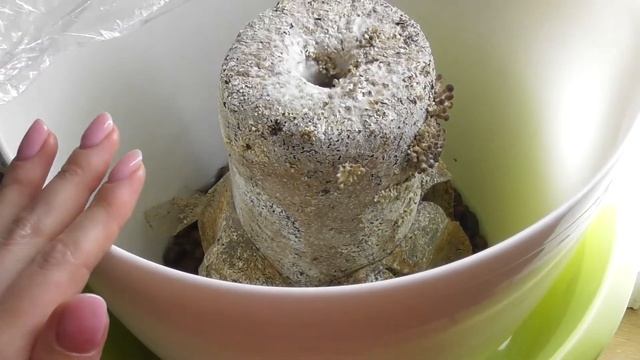 Как вырастить много опят в домашних условиях. Опенок тополиный смотреть онлайн