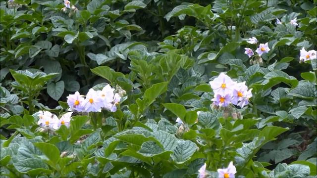 Potato & Mustard Plants on Andes Mountain, Venezuela смотреть онлайн