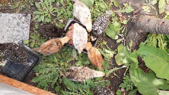 Про цыплят одинаковых смотреть онлайн