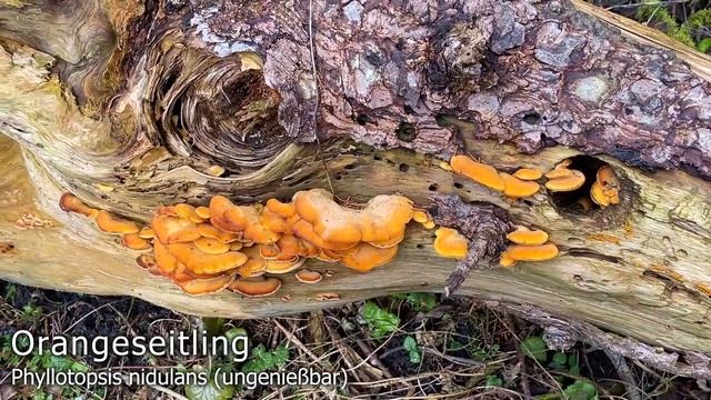 Pilze im Februar | 11.02.2022 | Erster brauchbarer Bärlauch, Fichtenzapfenrüblinge & mehr смотреть онлайн