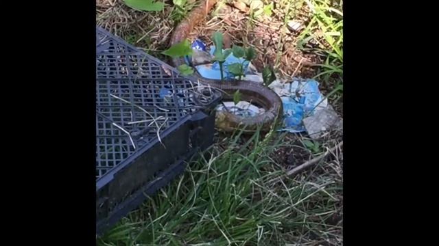 Желтопузик (веретеница) и кошка /Pseudopus apodus and cat смотреть онлайн