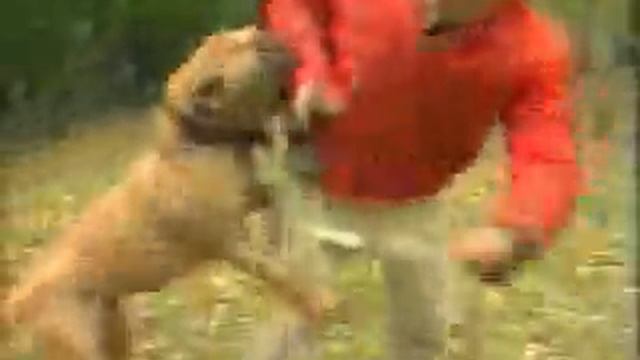 Питомник бордоских догов «Perle de France» http://perl.petsinform.com/ смотреть онлайн