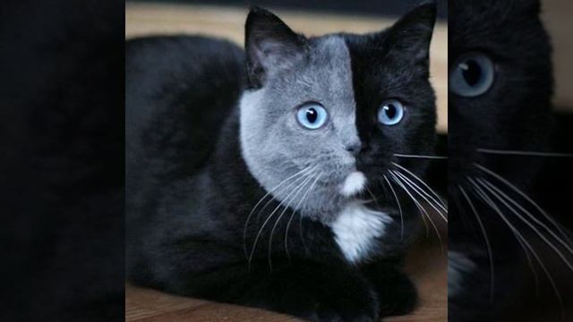 Кошки с самым необычным окрасом. Подборка 2019. смотреть онлайн