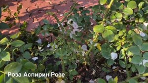 ОБРЕЗКА ПОЧВОПОКРОВНОЙ РОЗЫ АСПИРИН!
