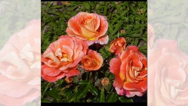 Airbrush Rose Floribunda, Kordes смотреть онлайн