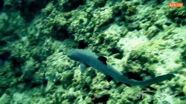 Угорь против Акулы смотреть онлайн