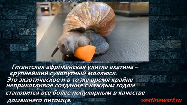 Гигантская африканская улитка ахатина – крупнейший сухопутный моллюск. смотреть онлайн