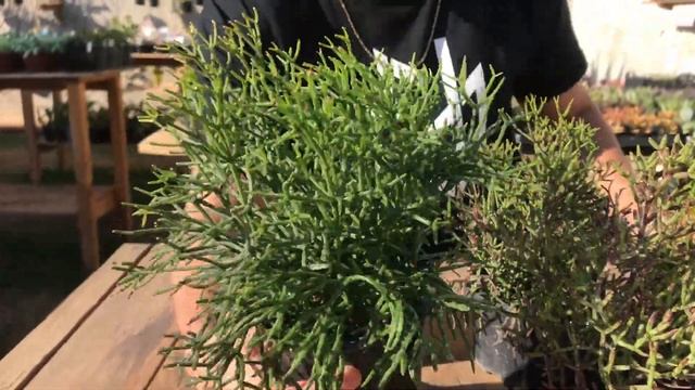 Cacto Rhipsalis Cereuscula Cacto Macarrão - Onde Comprar, Cuidados, Duvidas E Curiosidades