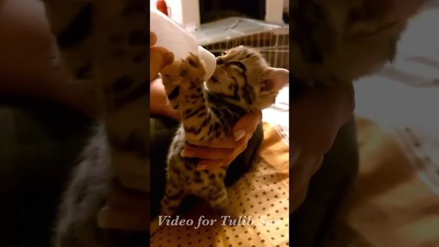 Азиатская леопардовая кошка смотреть онлайн