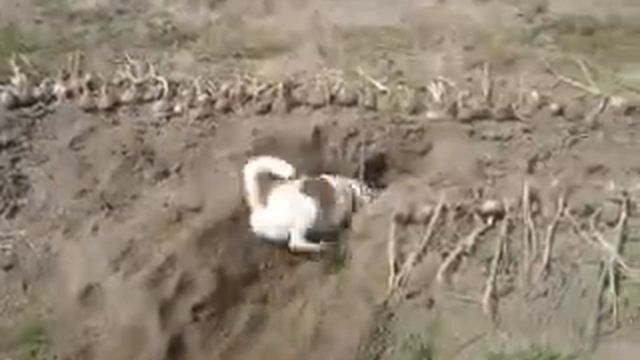 Маленький кладоискатель смотреть онлайн
