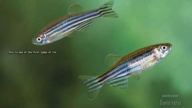 Danio rerio (Zebra Danio, Данио рерио) смотреть онлайн
