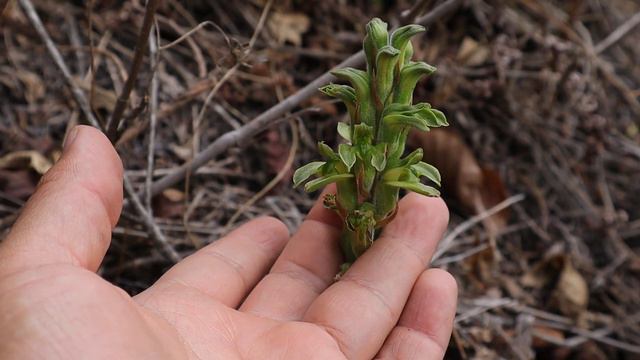 Sarcoglottis acaulis - orquidea silvestre - flora argentina - Wild Orchid - flores verdes смотреть онлайн