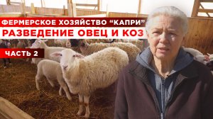 Овцеводство в России | Фермерское хозяйство Капри | 2 часть