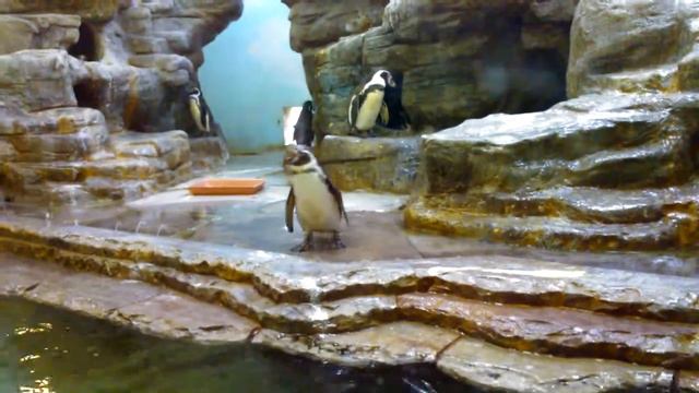 Пингвины в Пражском Зоопарке (Penguins in Prague Zoo) смотреть онлайн