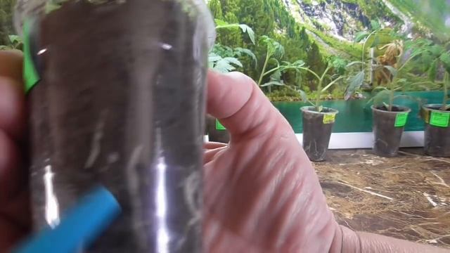 Проект "Меч самурая". Приживаемость рассады 100 %! Ольга Чернова. смотреть онлайн