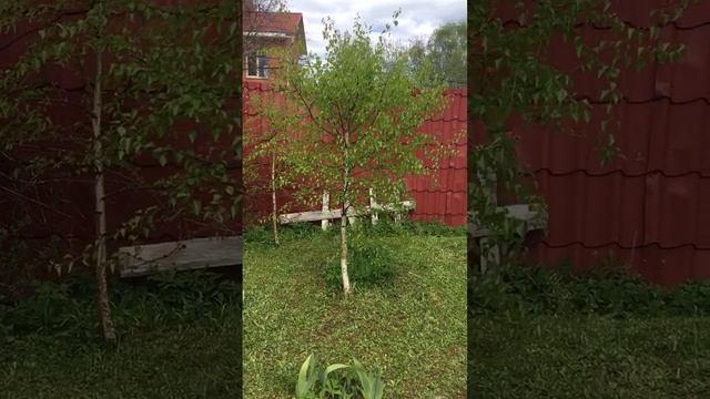 Штамбовая березка своими руками: молодой саженец березы обрезать до нужной высоты и формы. смотреть онлайн