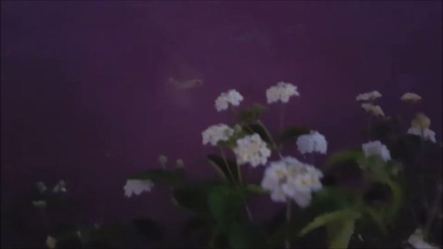 Бражник Языкан смотреть онлайн