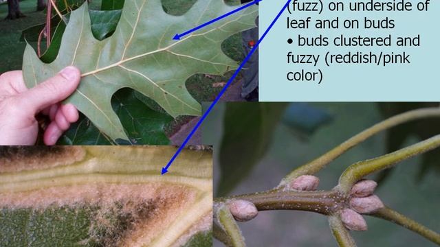 Black Oak (Quercus velutina) смотреть онлайн