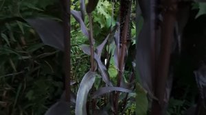 Пеннисетум сизый Пурпл Барон во всей красе.